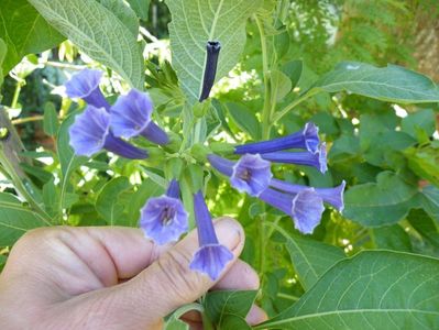 iochroma cyanea royal blue