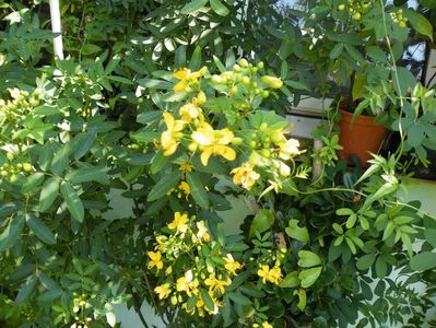 cassia floribunda