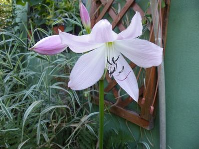 crinum powellii