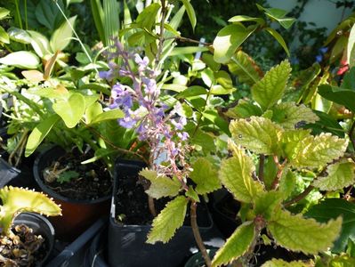 plectranthus fruticosus