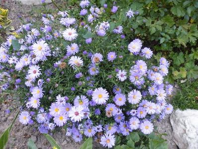 aster lady in blue