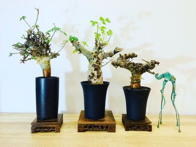 3 varietati de Commiphora