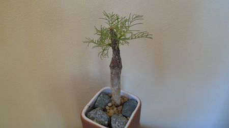 Commiphora kraeuseliana (Namibia)