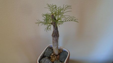 Commiphora kraeuseliana (Namibia)