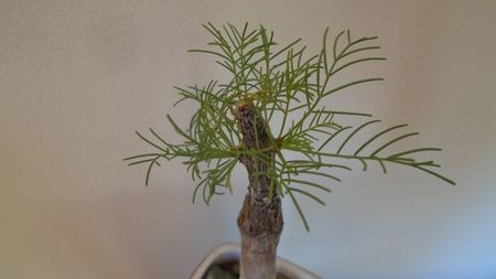 Commiphora kraeuseliana (Namibia)