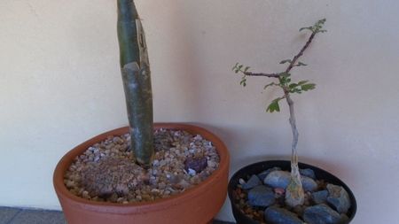 Bursera fagaroides & Pachycormus discolor (Baja, California)