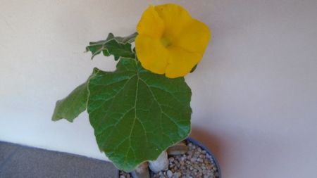 Uncarina  roeoesliana