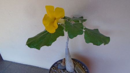 Uncarina  roeoesliana