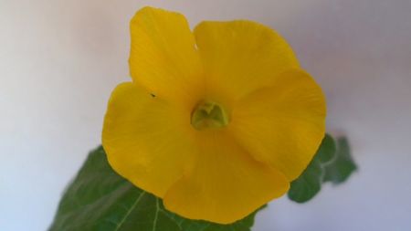 Uncarina  roeoesliana