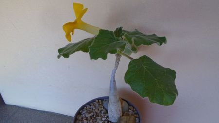 Uncarina  roeoesliana