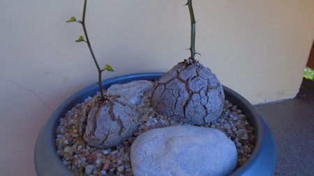 Dioscorea elephantipes, 2 ex. - inceput de vegetatie