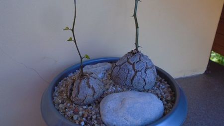 Dioscorea elephantipes, 2 ex. - inceput de vegetatie