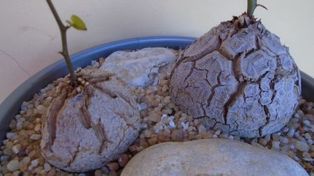 Dioscorea elephantipes, 2 ex. - inceput de vegetatie