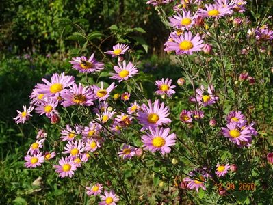 chrysanthemum Clara Curtis