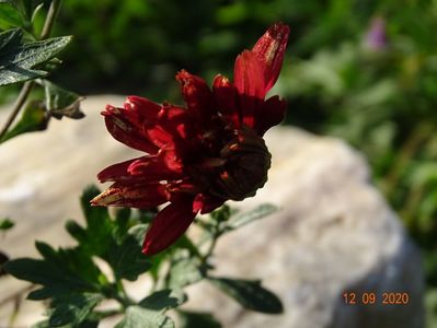 chrysanthemum Red Velvet