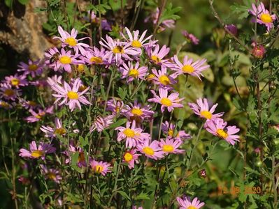 chrysanthemum Clara Curtis