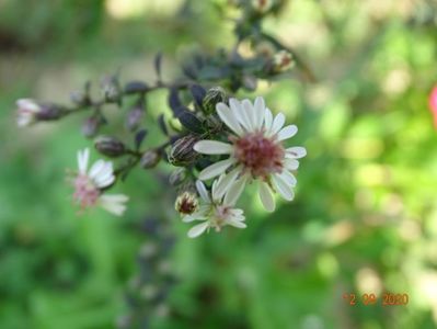 aster Lady in Black