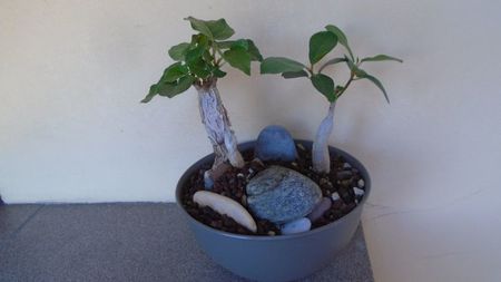 Ficus abutilifolia & Ficus burkei