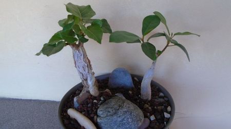 Ficus abutilifolia & Ficus burkei