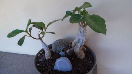 Ficus abutilifolia & Ficus burkei