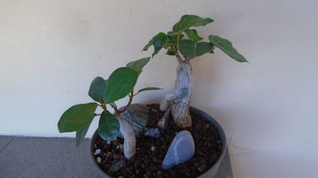 Ficus abutilifolia & Ficus burkei