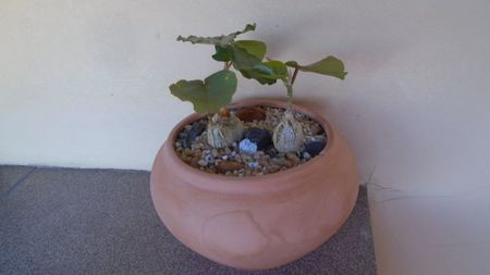 Ficus palmeri & Ficus petiolaris