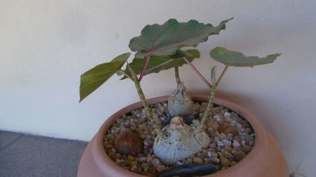 Ficus palmeri & Ficus petiolaris