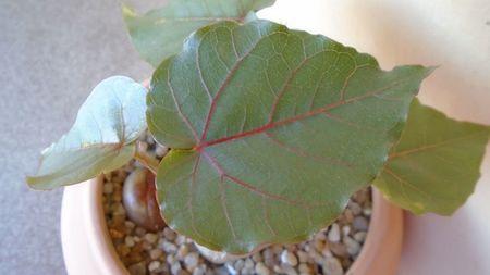 Ficus palmeri & Ficus petiolaris