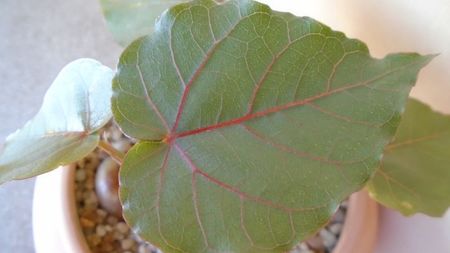 Ficus palmeri & Ficus petiolaris