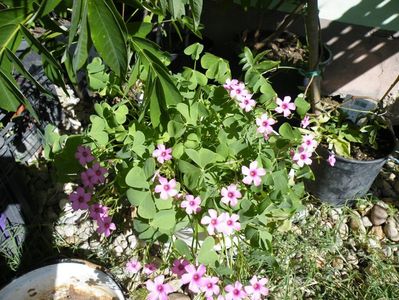 oxalis articulata