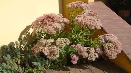 Sedum spectabile