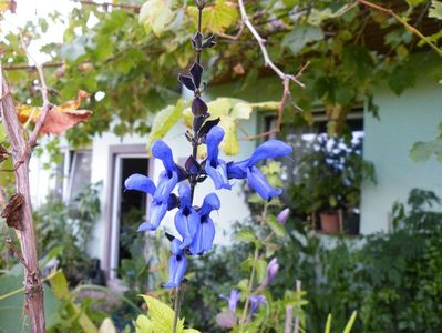 salvia black and blue