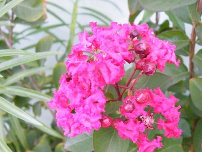 lagerstroemia dynamite