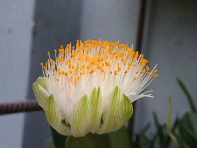 haemanthus albiflos