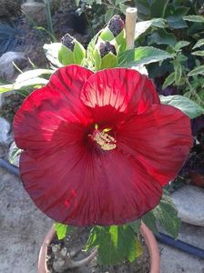 Hibiscus m de gradina