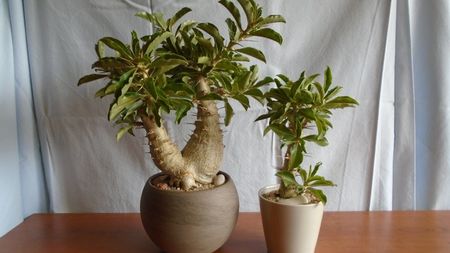 Familia Pachypodium