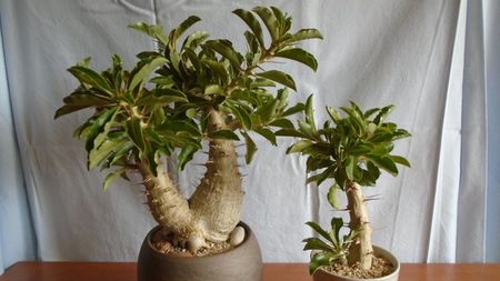 Familia Pachypodium