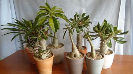 Familia Pachypodium