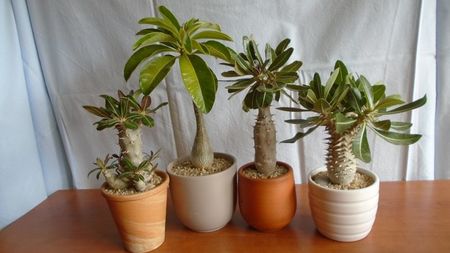 Familia Pachypodium