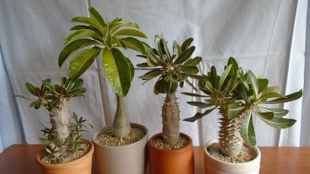 Familia Pachypodium