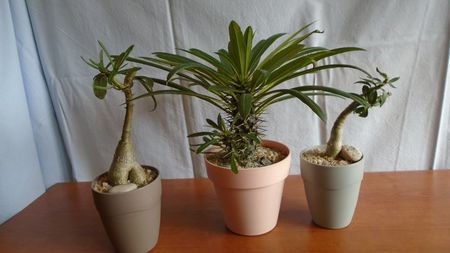 Familia Pachypodium