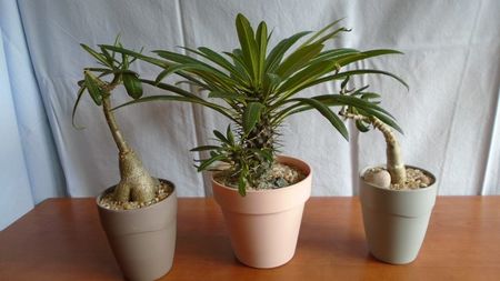 Familia Pachypodium