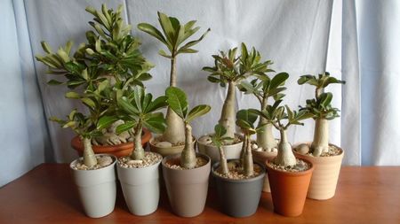 Familia Adenium