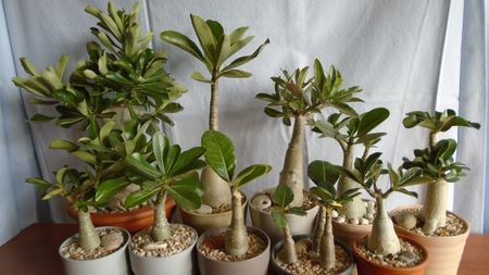 Familia Adenium