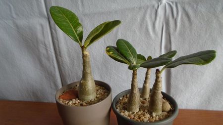 Familia Adenium