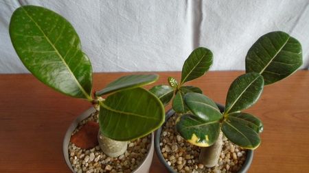 Familia Adenium