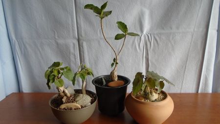 Familia Ficus