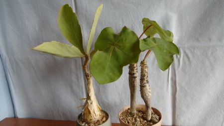 Familia plantelor caudiciforme, pachycaule si bulboase