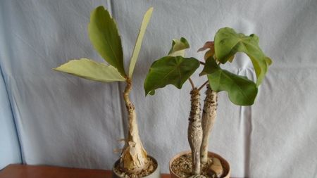 Familia plantelor caudiciforme, pachycaule si bulboase