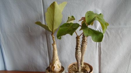 Familia plantelor caudiciforme, pachycaule si bulboase